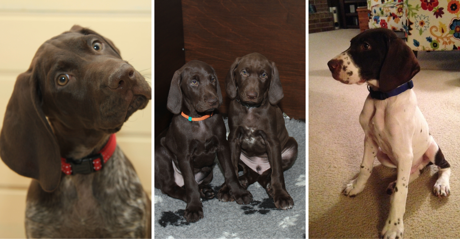 German shorthaired pointer mix 2024 puppies